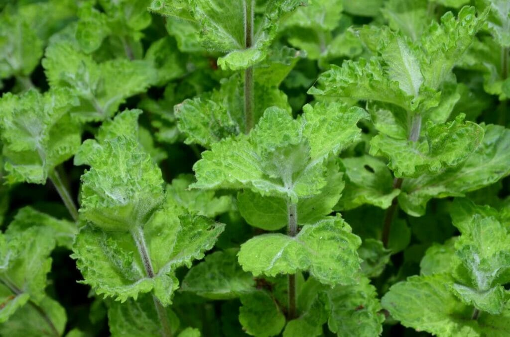 Curly mint