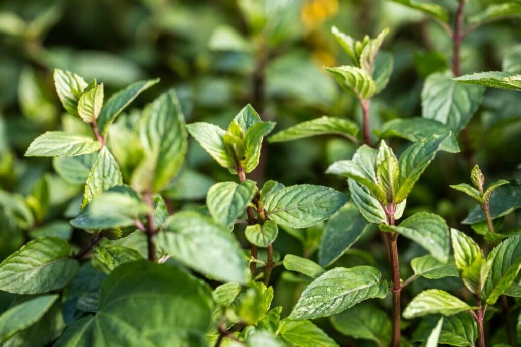 Ginger mint