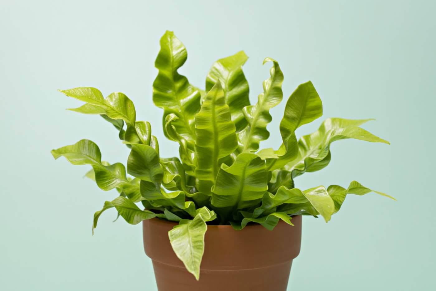 How Much Light Do Bird's Nest Ferns Need? (Essential Tips)