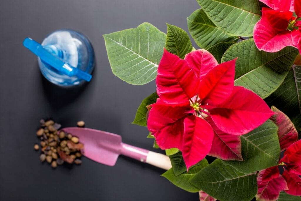 How to Care for Poinsettias at Home