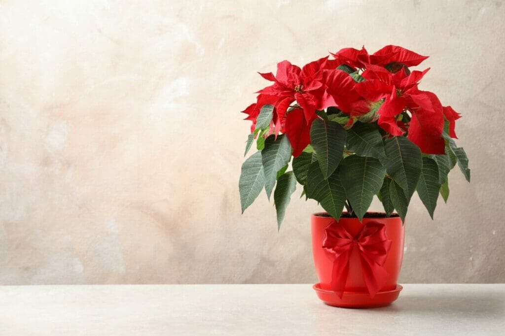 How to Grow and Care for Poinsettias (Essential Tips) Petal Republic
