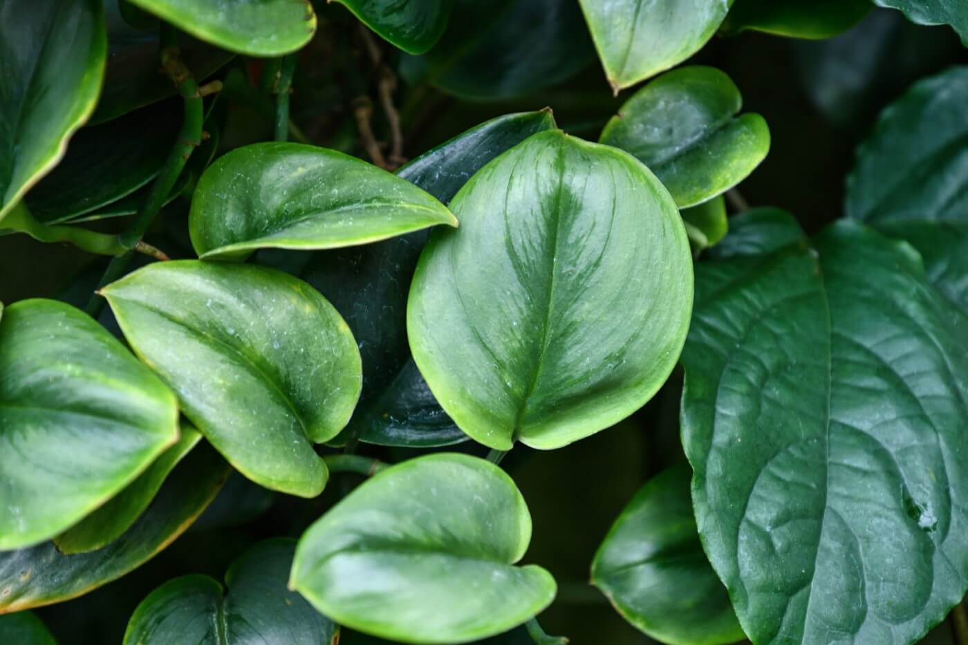How to Grow and Care for Sterling Silver Scindapsus