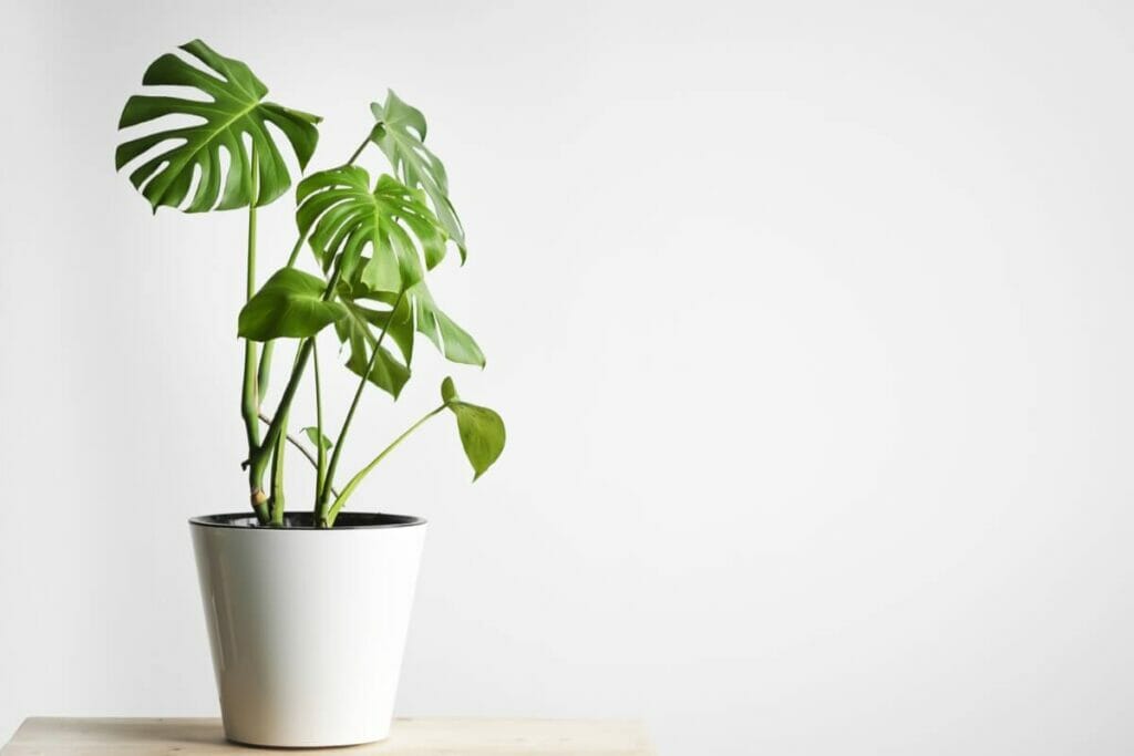 How to Monitor Indoor Humidity and Temperature
