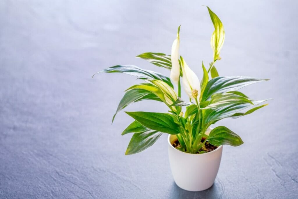 How to Water Peace Lily Plants
