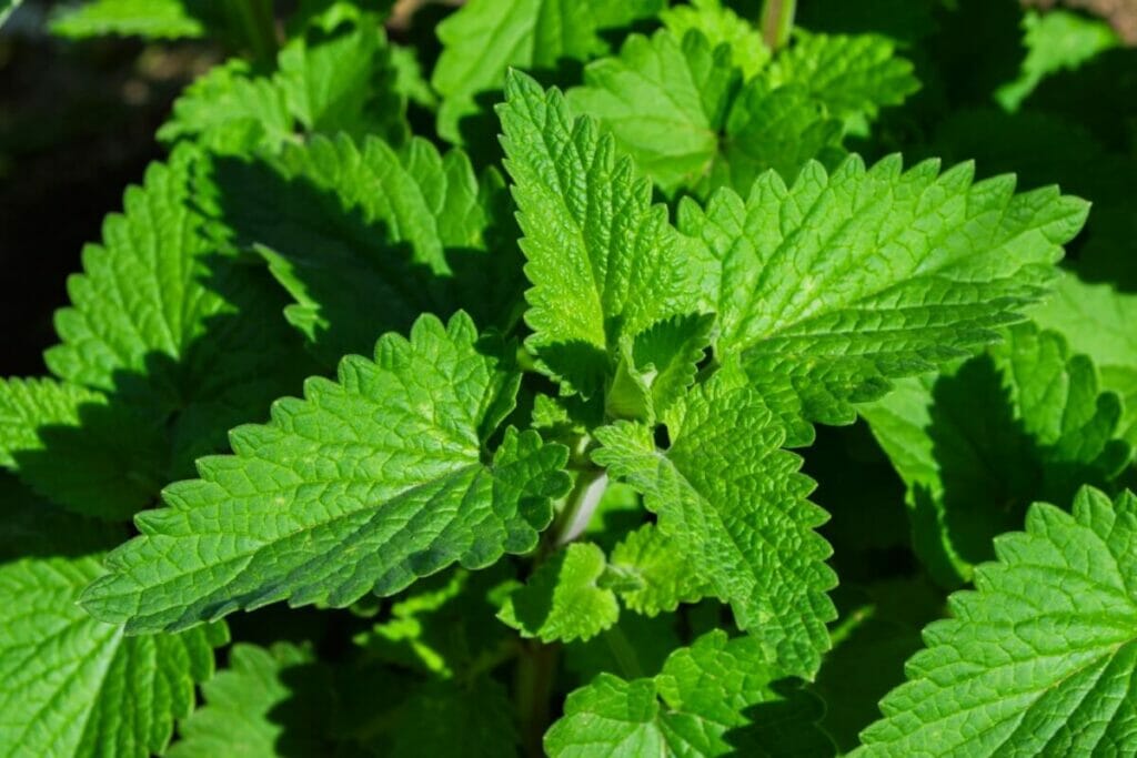 Orange mint