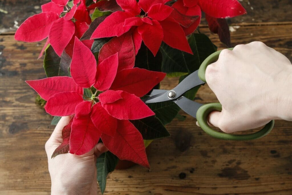 Pruning