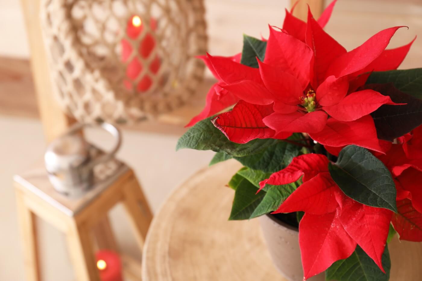 The Best Soil Mix for Poinsettia Plants (Essential Tips)