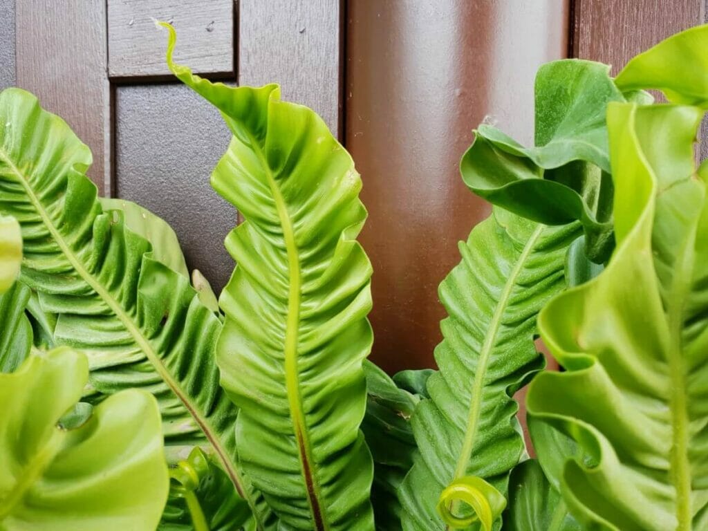 The Uses and Benefits of Bird’s Nest Ferns