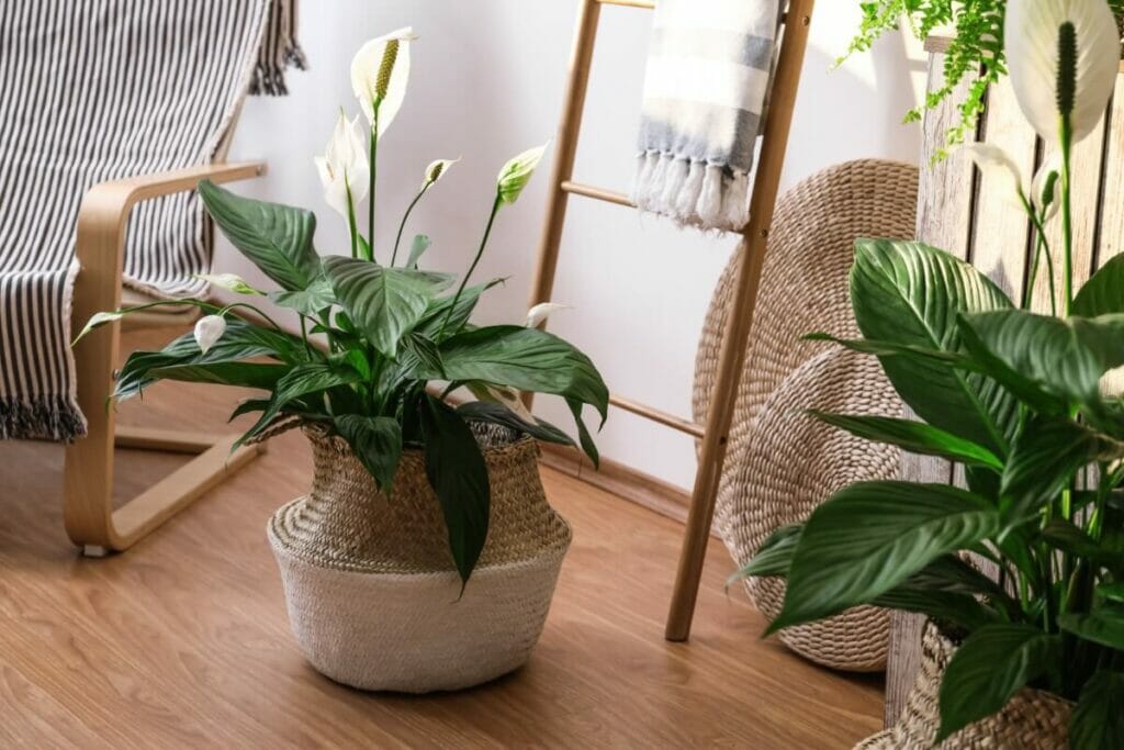 What to Do In Between Watering Cycles