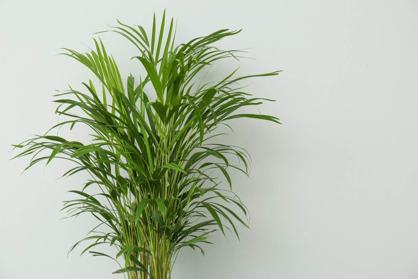 When and How to Fertilize Areca Palm Plants at Home