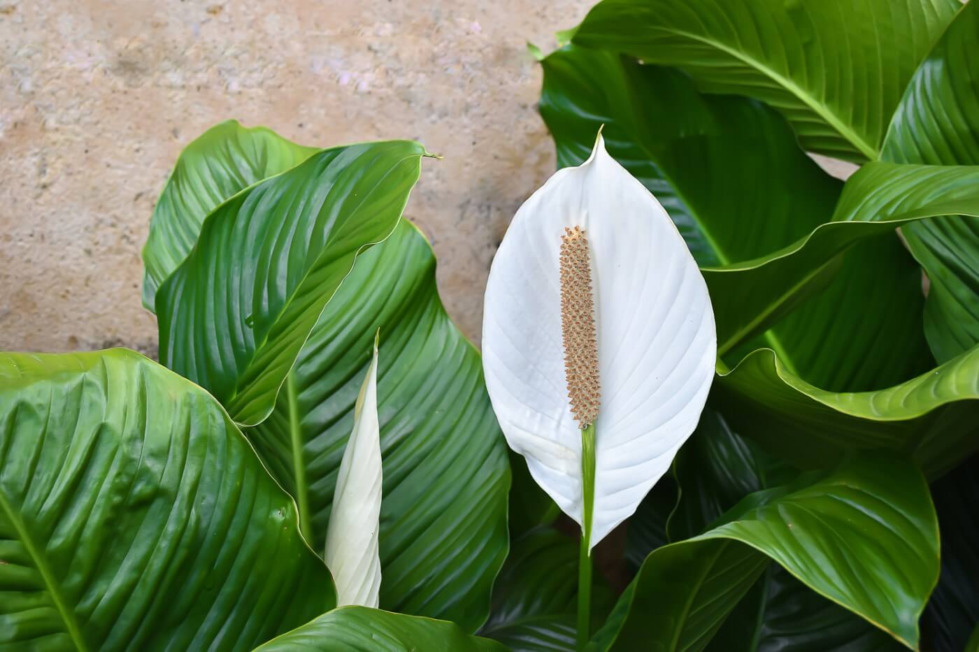 When and How to Water Peace Lily Plants (Essential Tips)