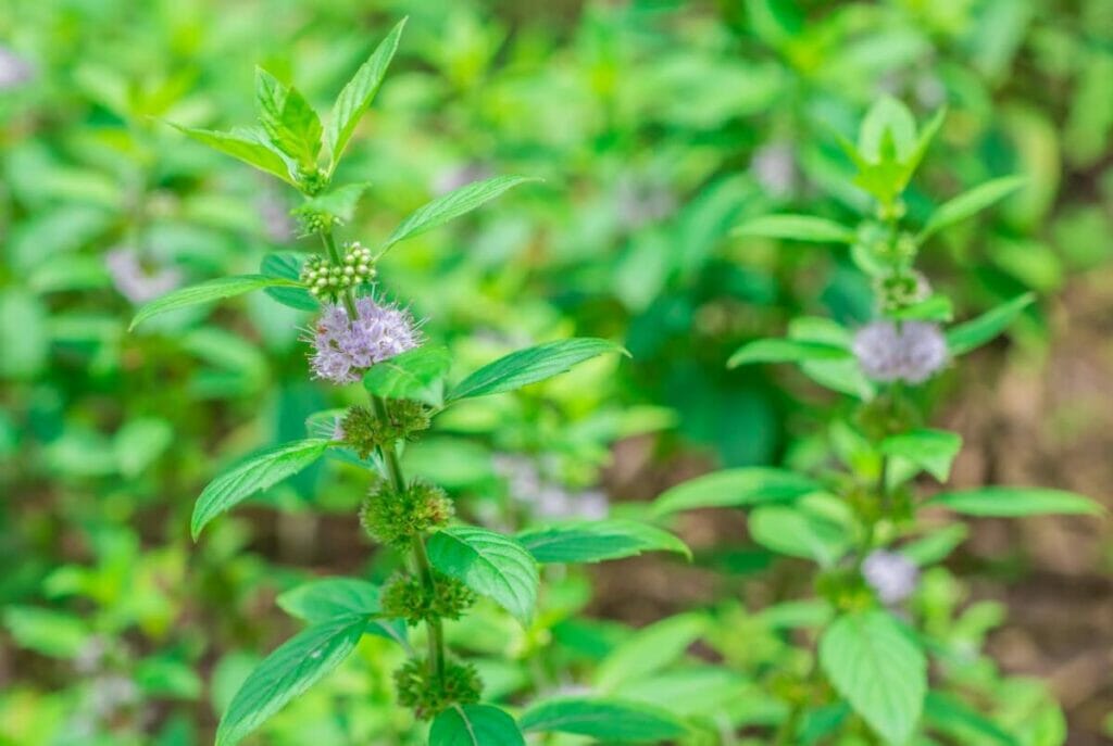 Wild mint