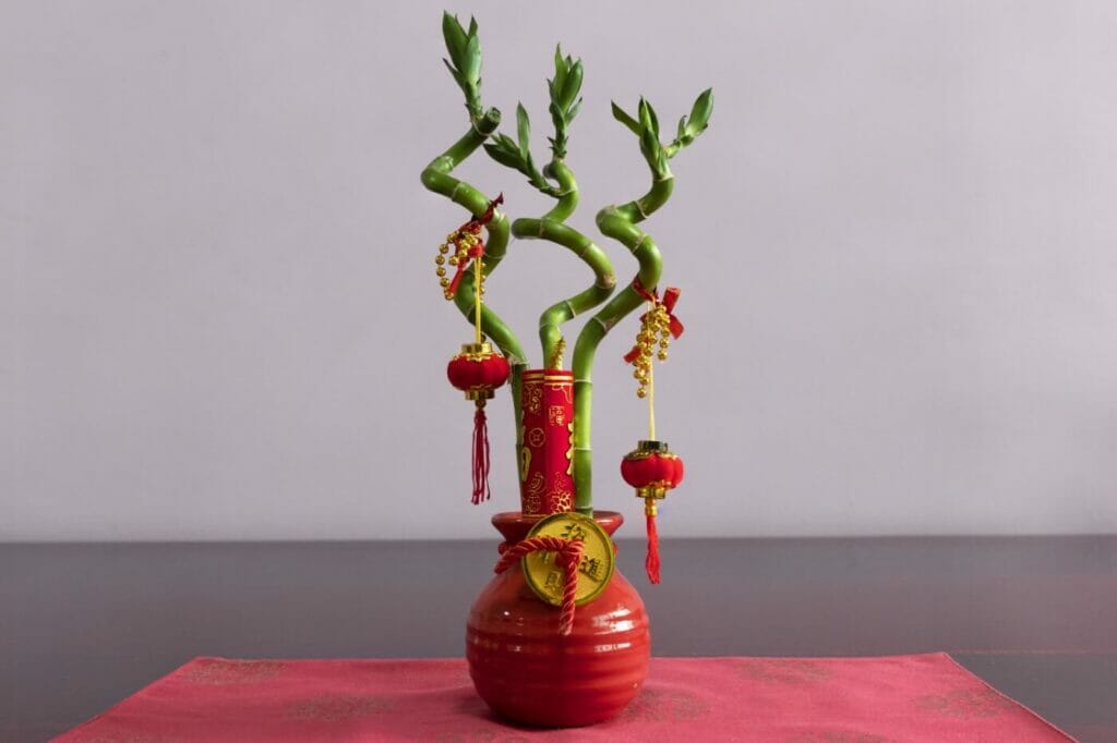 19 Best Feng Shui Plants for Wealth, Prosperity, and Luck - Petal Republic