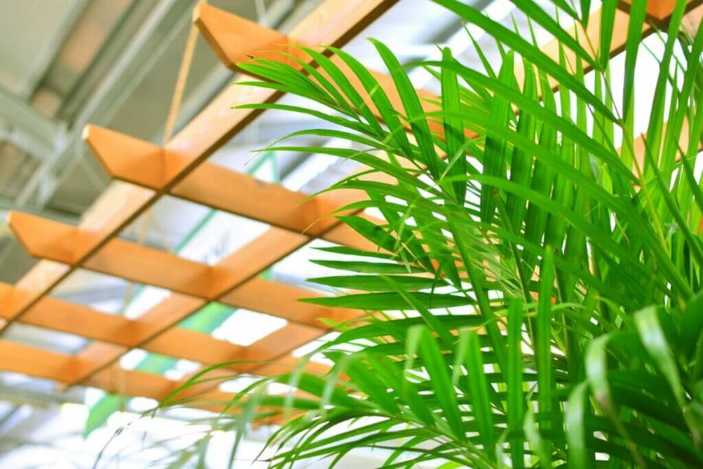 Areca Palm (Dypsis lutescens)