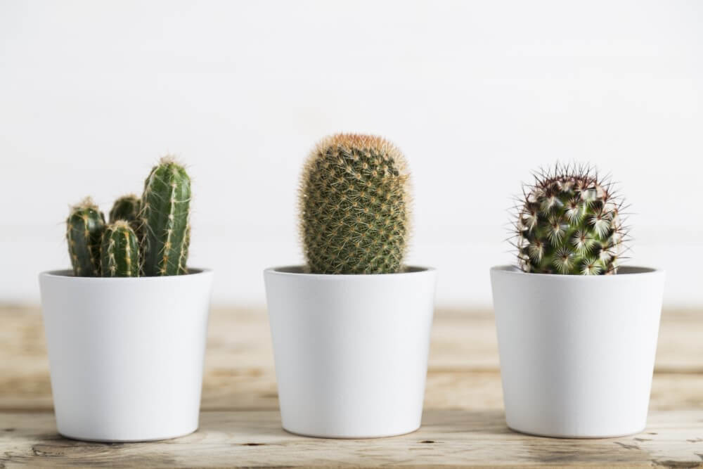 Cactus (Cactaceae)