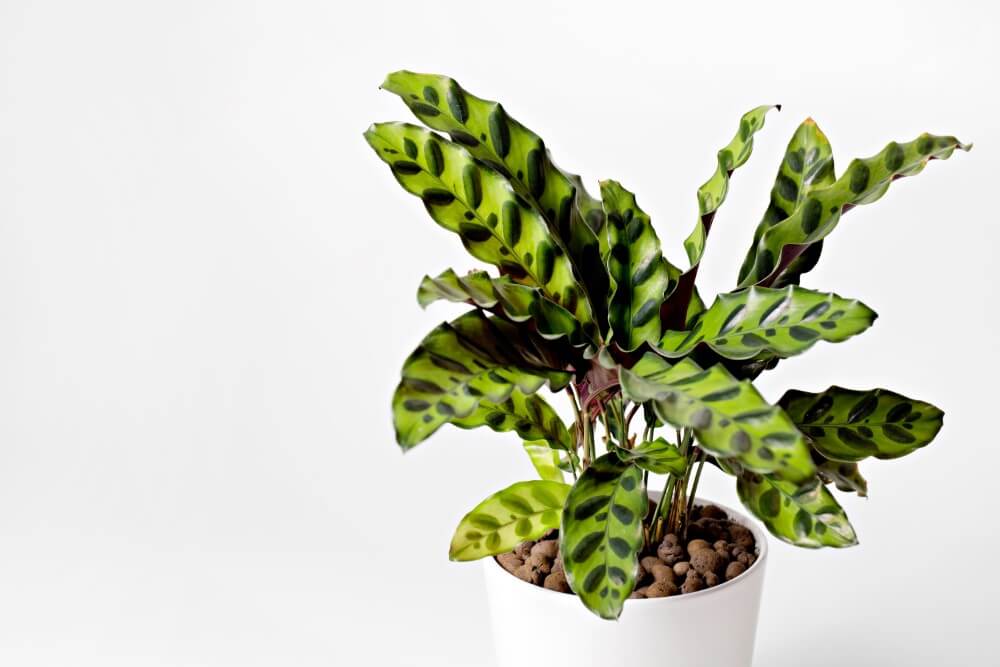 Calathea (Calathea)