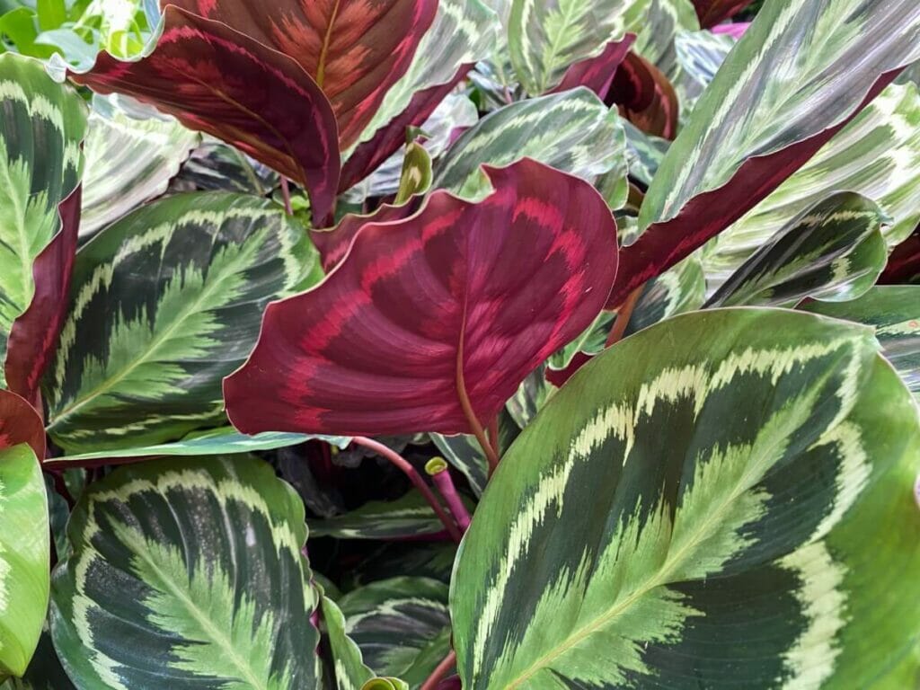 Calathea Plant Growth Indoors vs Outdoors