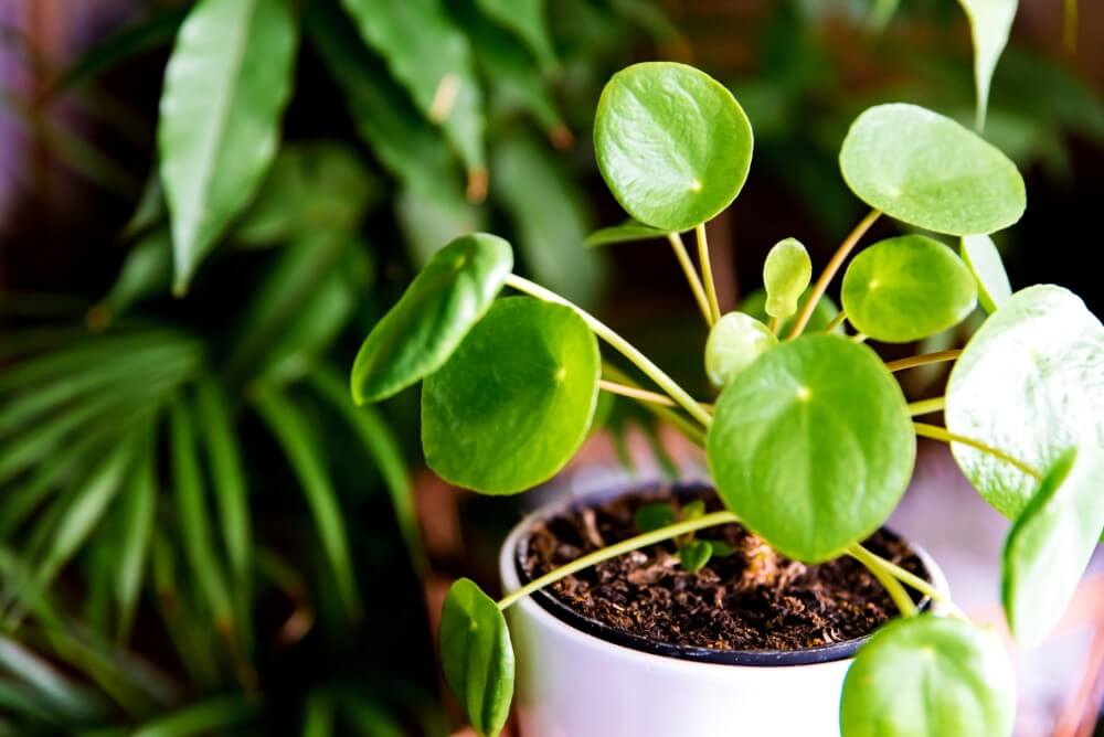 Chinese Money Plant (Pilea peperomioides)