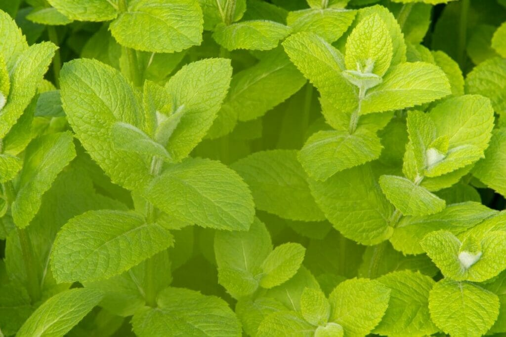 Common Apple Mint Issues & How To Treat Them