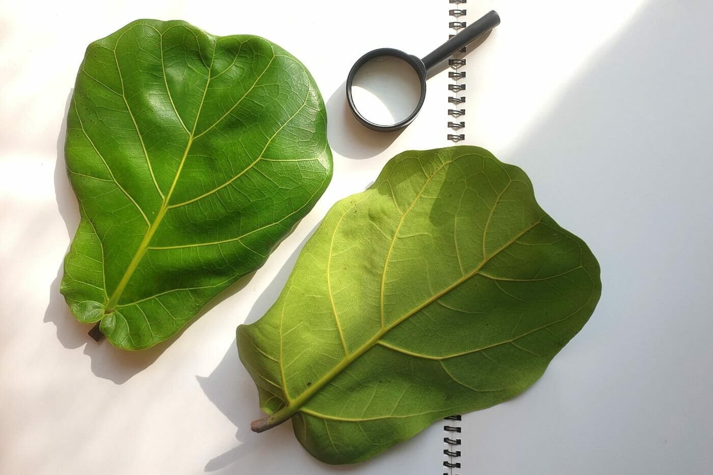 Common Fiddle Leaf Fig Pests (and How to Deal With Them)