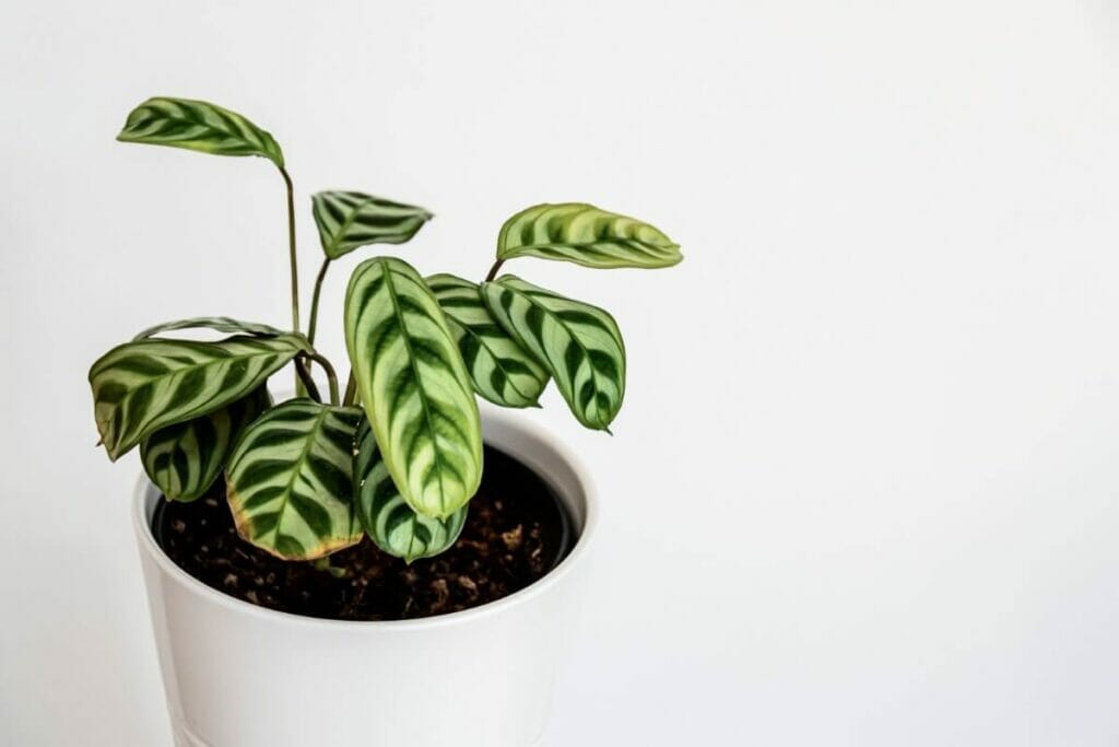 Common Reasons Your Calathea Plant is Drooping