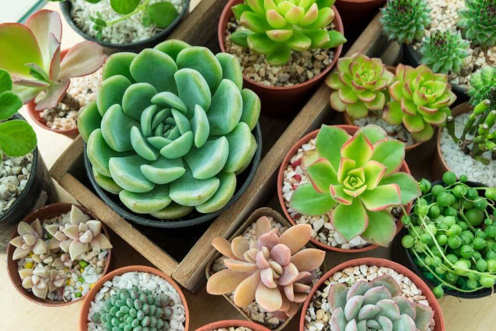 Echeveria (Echeveria)