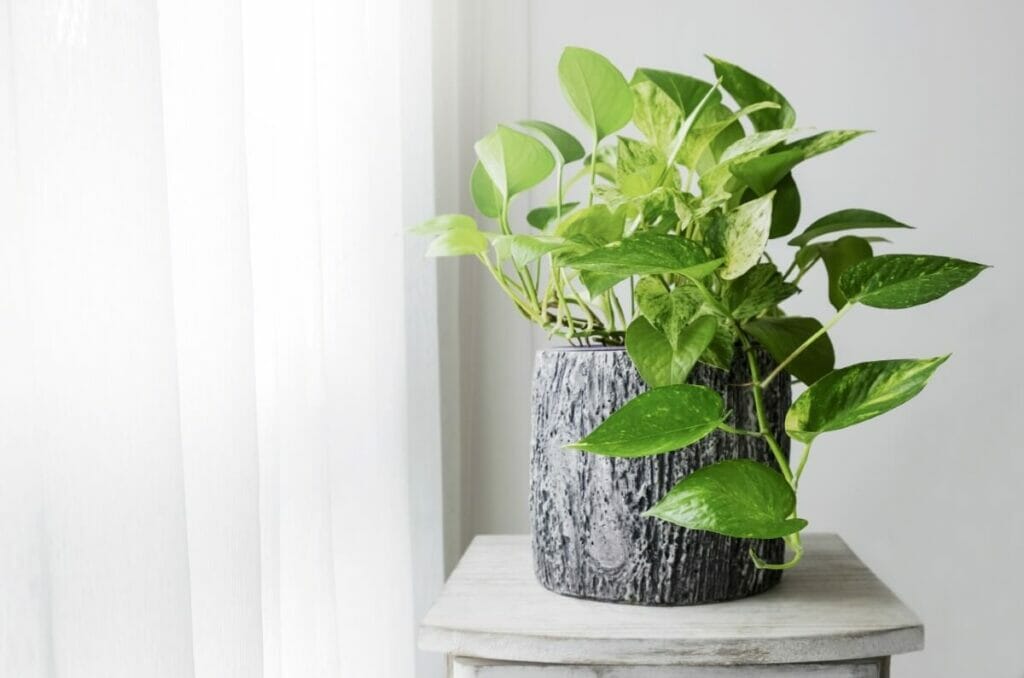 Golden Pothos (Epipremnum aureum)