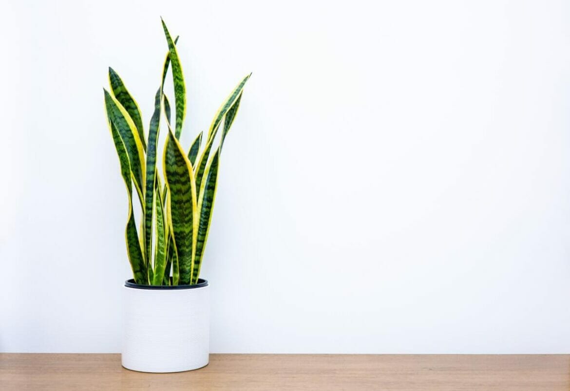 How to Prune Snake Plants at Home (Essential Tips) Petal