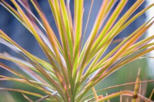 How Much Light Do Dracaena Marginata Plants Need?