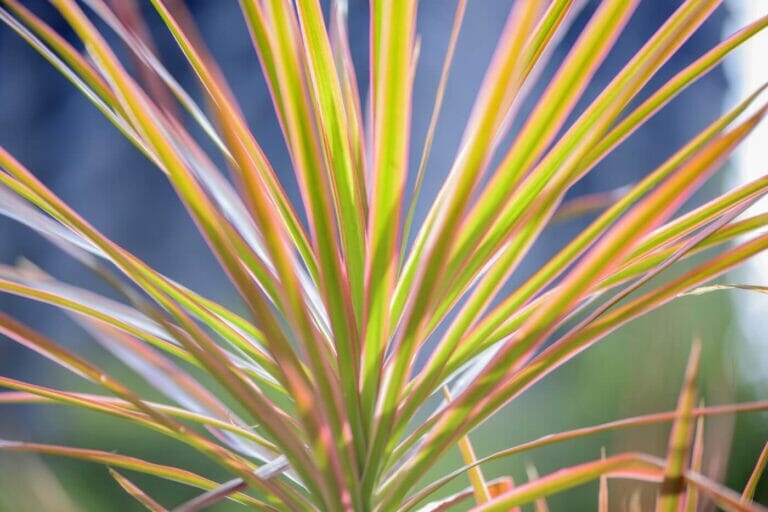 How Much Light Do Dracaena Marginata Plants Need?