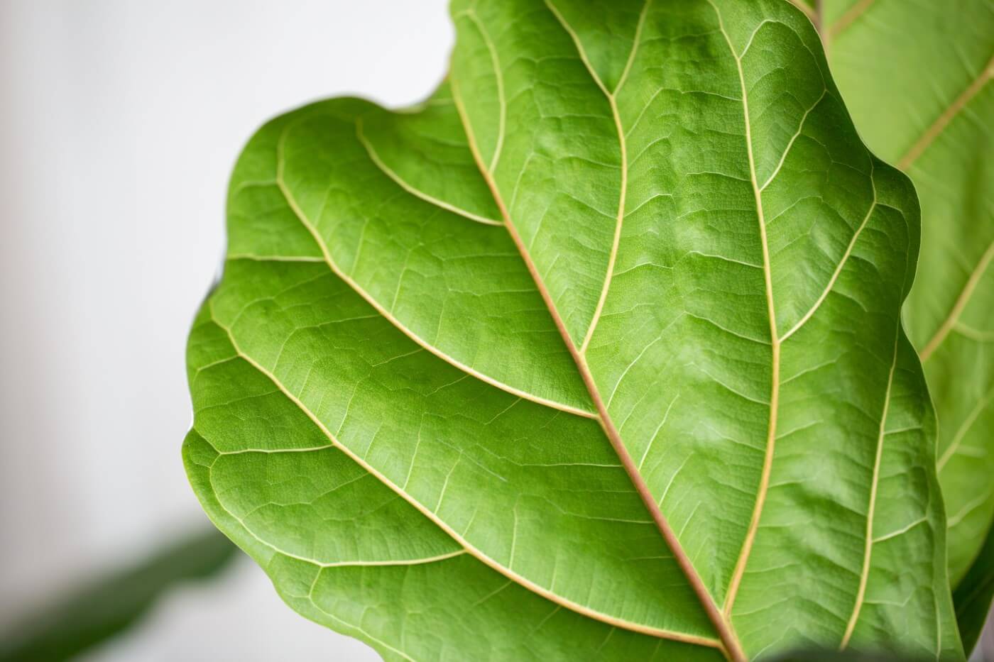 How, When, and Why to Fertilize Fiddle Leaf Figs