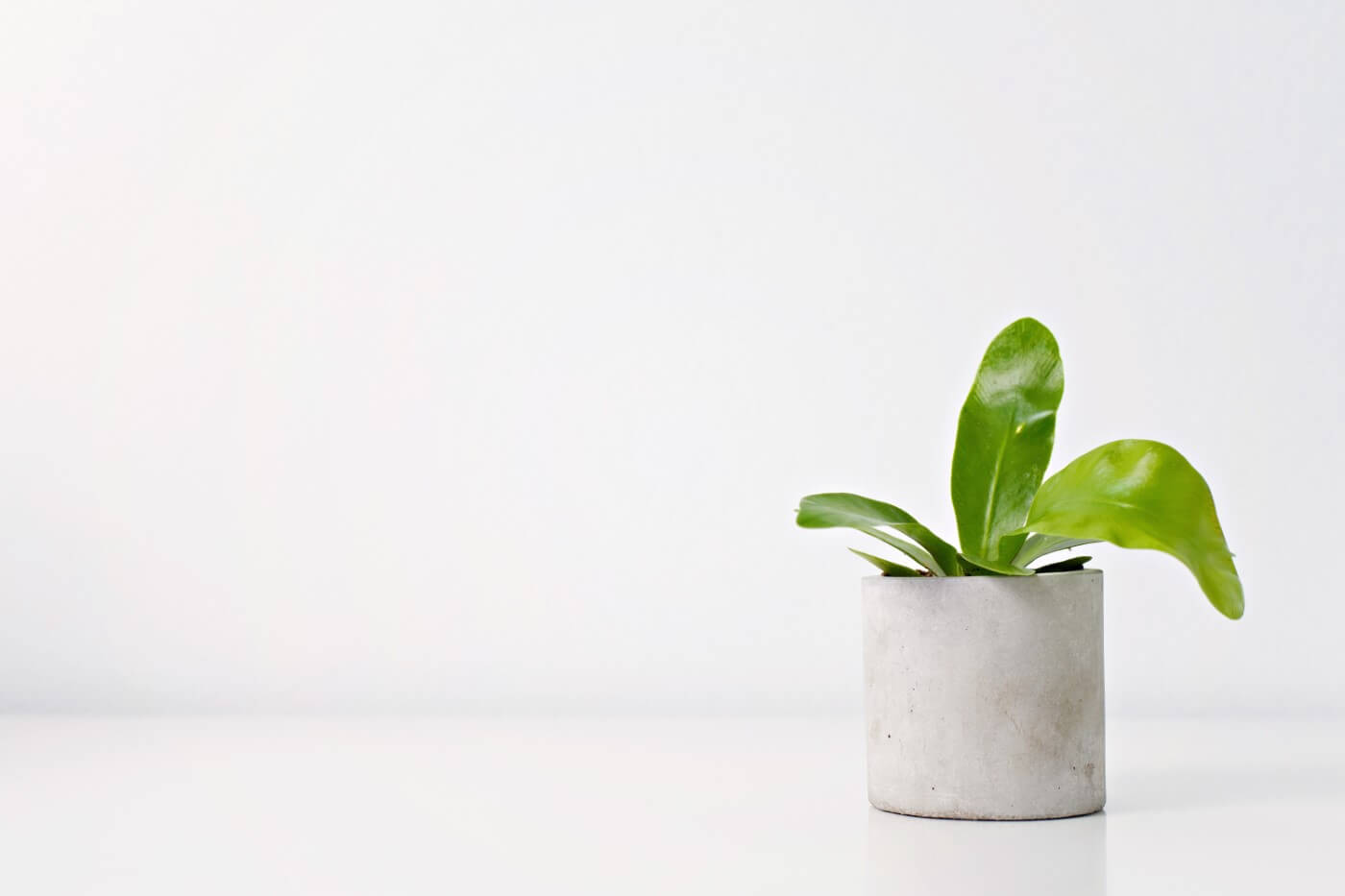 How to Propagate Bird’s Nest Ferns (Essential Tips)