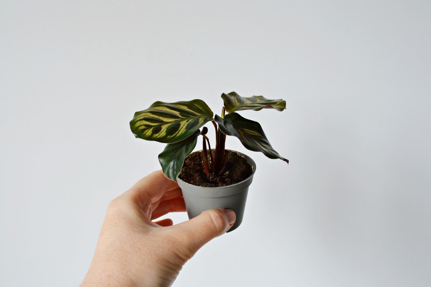 How to Propagate Calathea Plants (Essential Tips)