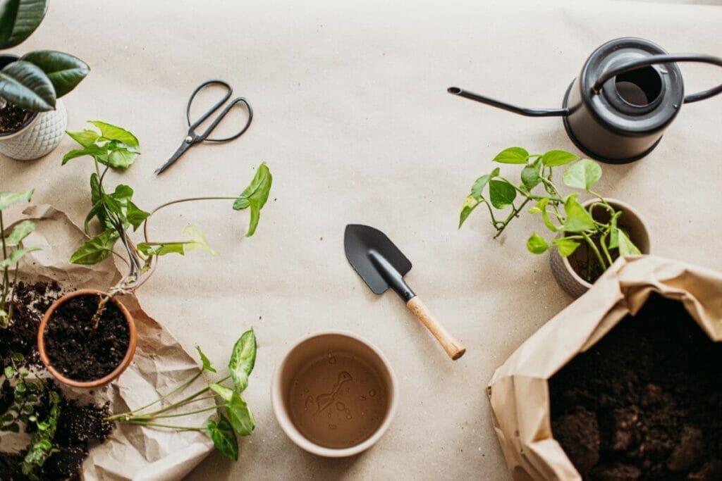 How to Propagate a Pothos Plant