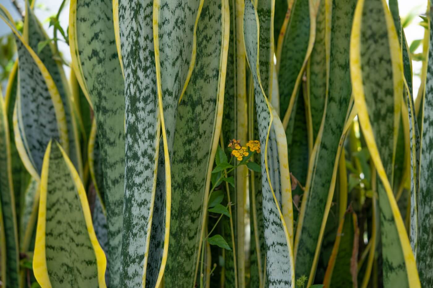 How to Prune Snake Plants at Home (Essential Tips)