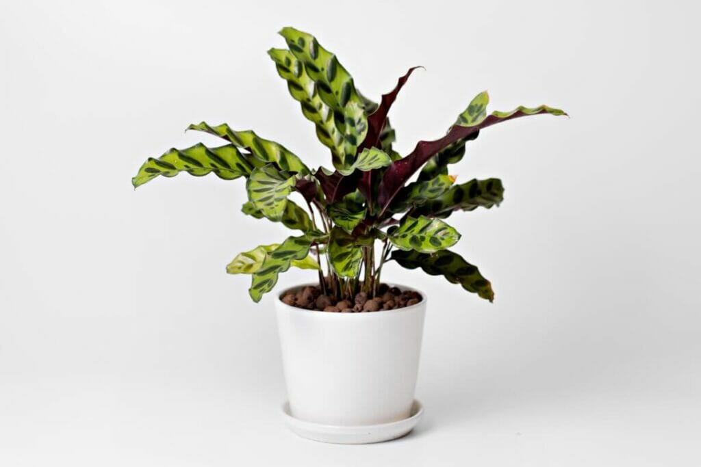 How to Repot Your Calathea Plant