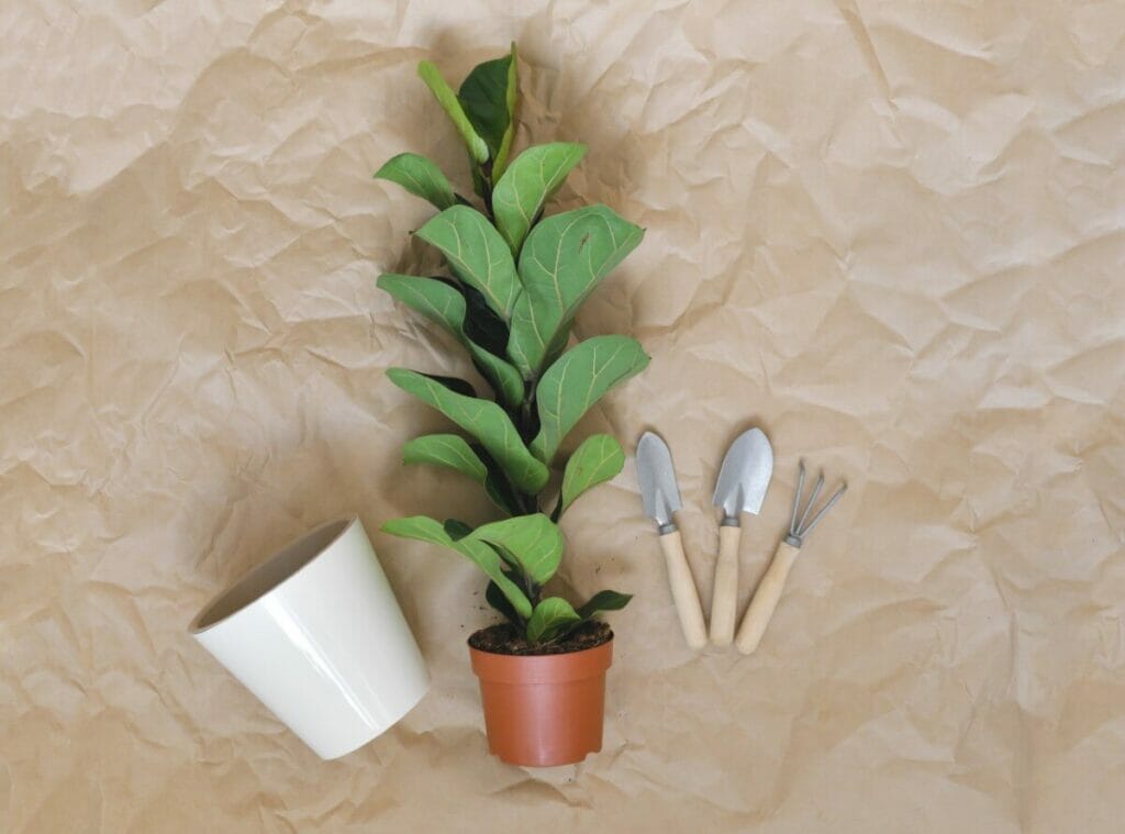 How to Repot Your Fiddle Leaf Fig