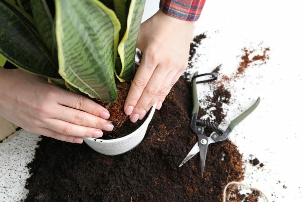 How to Repot Your Snake Plant