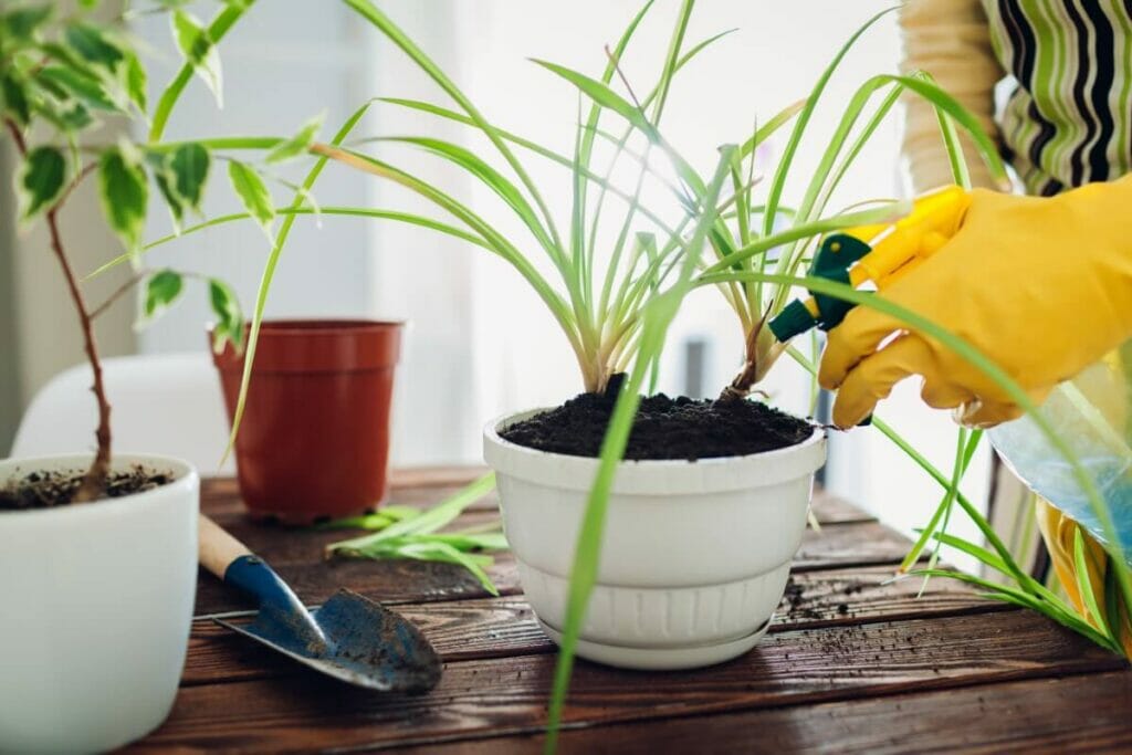 How to Use Pesticides On Spider Plants