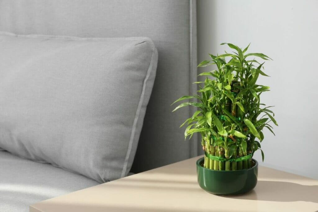 Lucky Bamboo (Dracaena sanderiana)