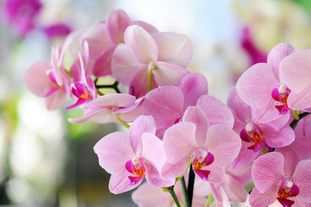 Orchids (Orchidaceae)