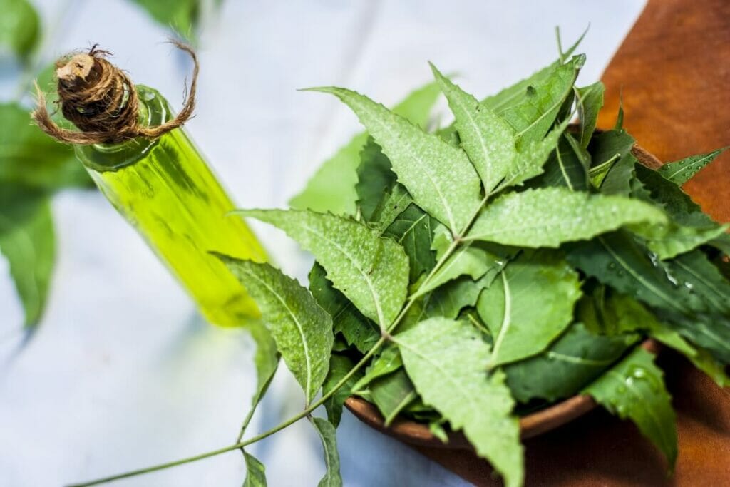 Pesticide and Insecticide Options/Solutions