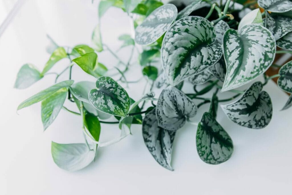Pothos Plant Meaning and Symbolism Around the World