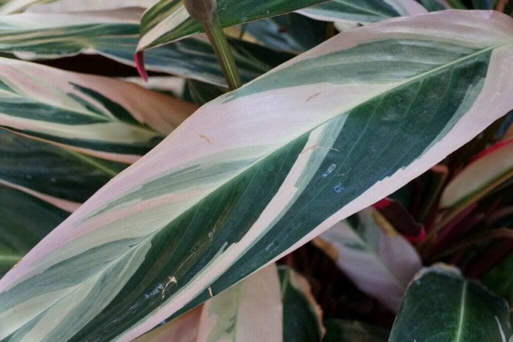 Long green and pink leaves of stromanthe triostar plant