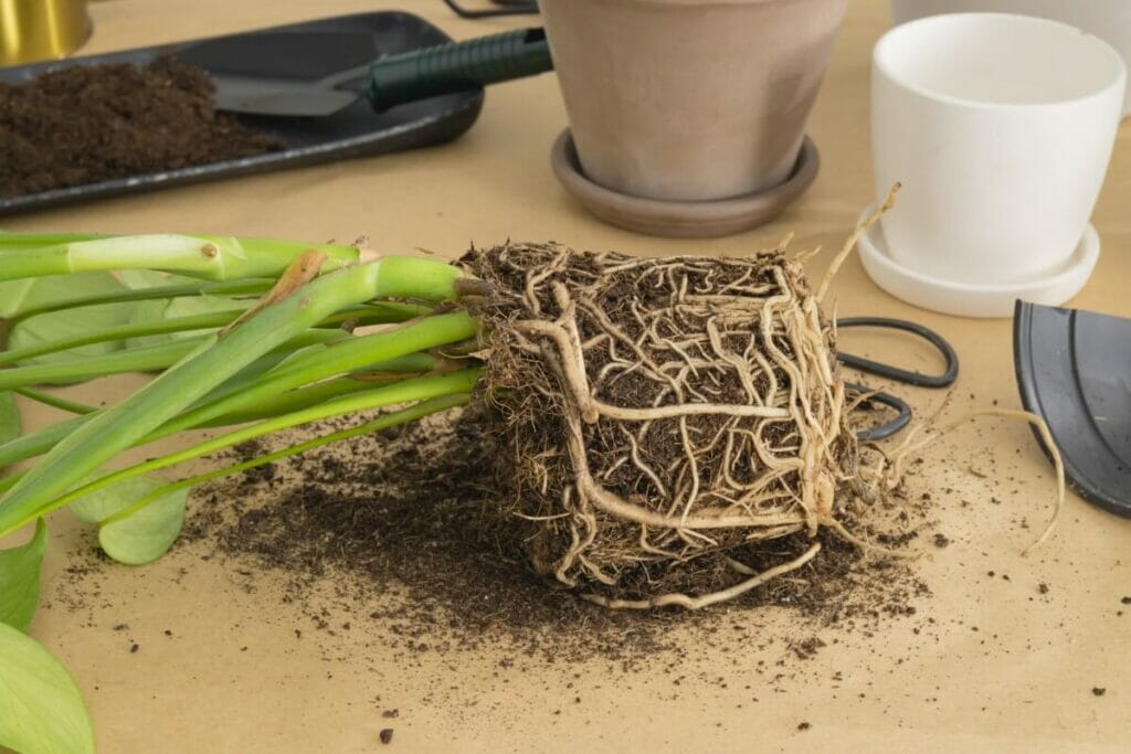 Root Rot