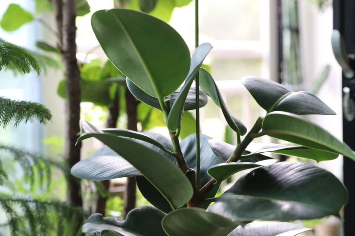 19 Best Feng Shui Plants for Wealth, Prosperity, and Luck Petal Republic