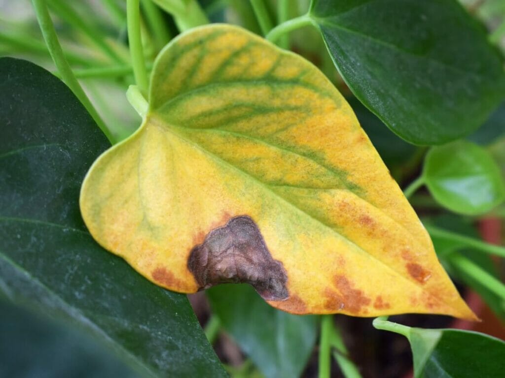 Signs You Might be Overwatering Your Anthurium
