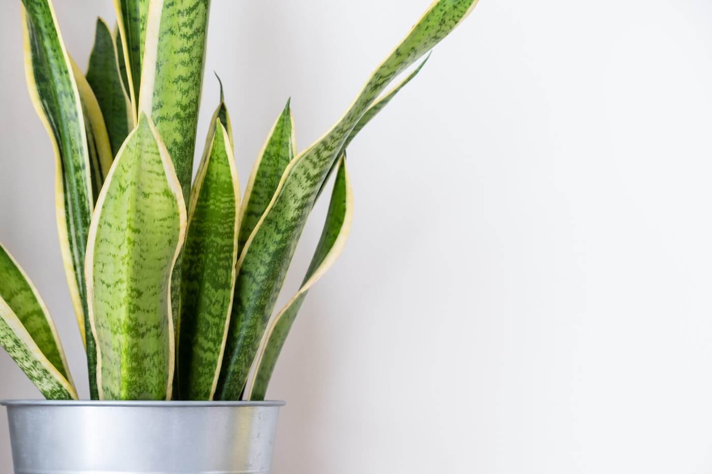 Snake Plant Temperature and Humidity Tolerances Indoors