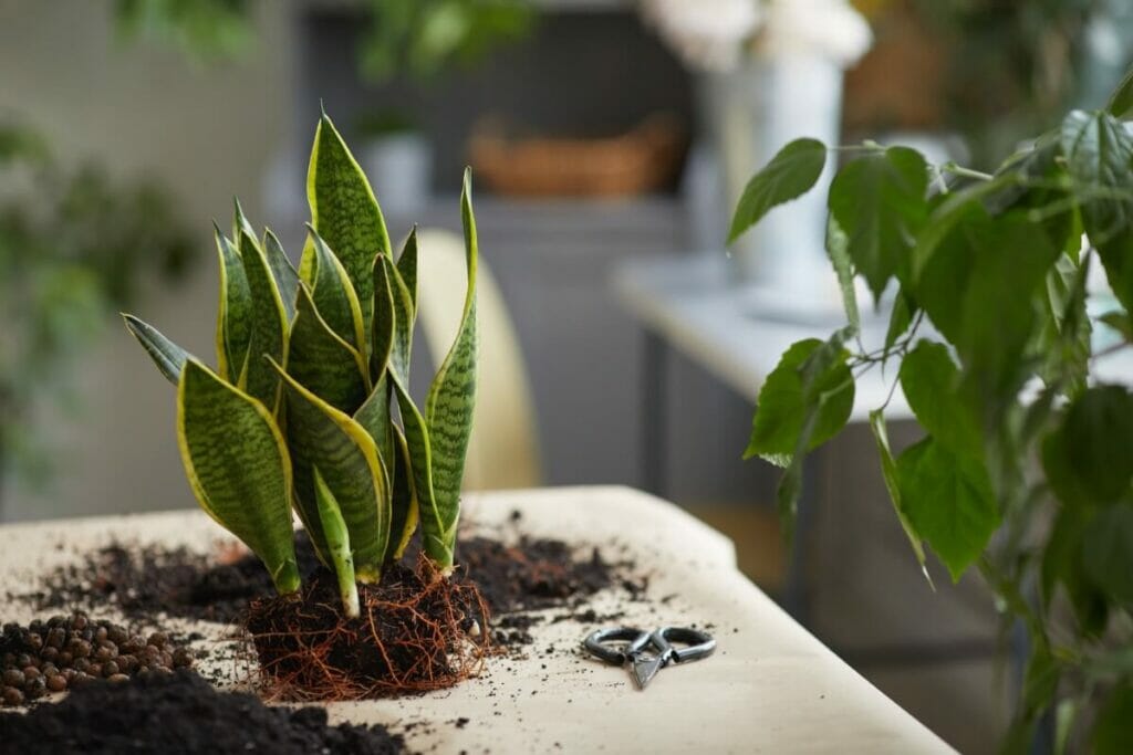 The Best Soil Mix When Repotting Snake Plants