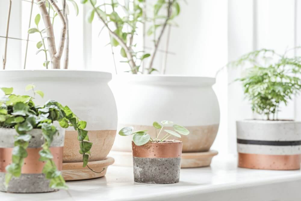 The Role of Light in Plant Health and Development